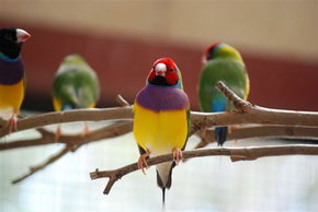 Kyabram Fauna Park - Accommodation NT 1