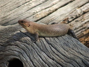 Kyabram Fauna Park - Accommodation NT 2