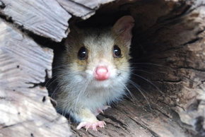Kyabram Fauna Park - Accommodation NT 3