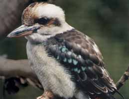 Nowra Wildlife Park - Accommodation NT 2