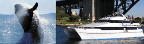 Prestige Harbour Cruises - Accommodation NT 3