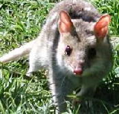 Urimbirra Wildlife Park - Accommodation NT