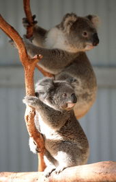 Waterways Wildlife Park - NT Tourism 1