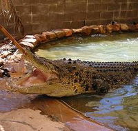 Wyndham Zoological Gardens and Crocodile Park - Accommodation NT