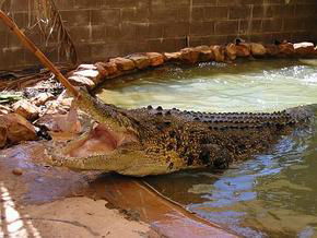 Wyndham Zoological Gardens And Crocodile Park - Accommodation NT 0