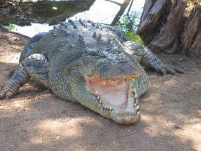 Wyndham Zoological Gardens And Crocodile Park - Accommodation NT 2