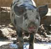 Wagga Wagga Zoo - Accommodation NT