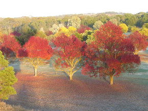 Balloon Adventures Barossa Valley - Accommodation NT 3