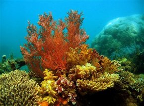 Three Islands Whale Shark Dive - Accommodation NT 0