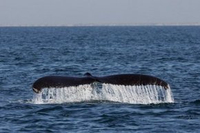 Three Islands Whale Shark Dive - Accommodation NT 1