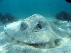 Three Islands Whale Shark Dive - Accommodation NT 2