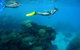 Three Islands Whale Shark Dive - thumb 3