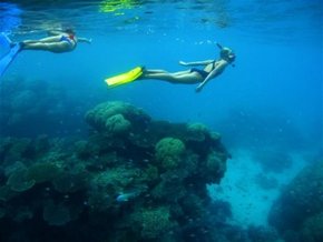 Three Islands Whale Shark Dive - Accommodation NT 3