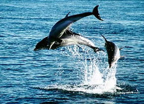 Polperro Dolphin Swims - Accommodation NT 1