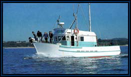 Polperro Dolphin Swims - Accommodation NT 2
