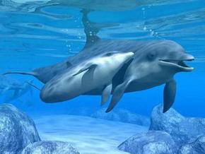Polperro Dolphin Swims - Accommodation NT 3