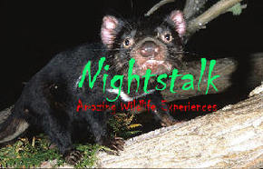 Something Wild - Accommodation NT 1