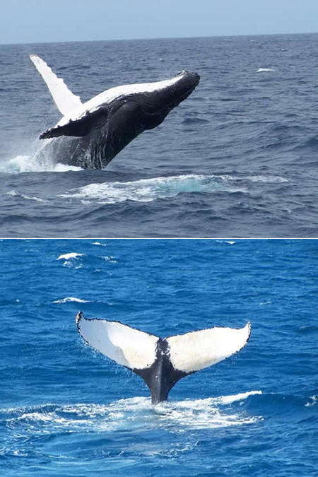 Mills Charters Fishing And Whale Watch Cruises - Accommodation NT 3