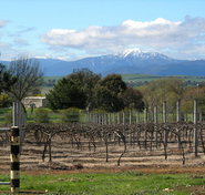 Buller View Wines - Accommodation NT