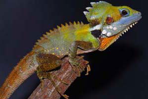 Cool Companions - Accommodation NT 2