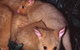 Geckoes Wildlife Presentations - thumb 1