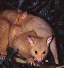 Geckoes Wildlife Presentations - Accommodation NT 1