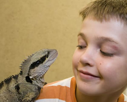 Geckoes Wildlife Presentations - Accommodation NT 2