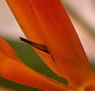 Zen Day Spa - Accommodation NT
