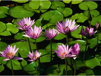 Zen Day Spa - Accommodation NT 2