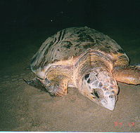 Footprints Adventures - Accommodation NT