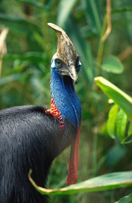 David Fleay Wildlife Park - Accommodation NT 0