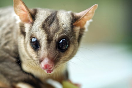 David Fleay Wildlife Park - Accommodation NT 1