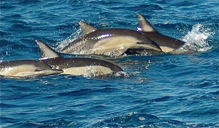 Dolphin Swim Australia - Accommodation NT 0