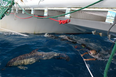 Dolphin Swim Australia - Accommodation NT 1