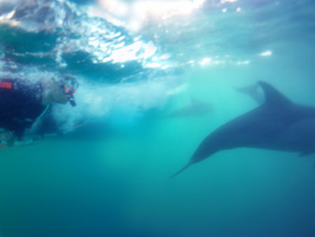 Dolphin Swim Australia - Accommodation NT 2