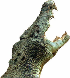 Crocodylus Park - Accommodation NT 3