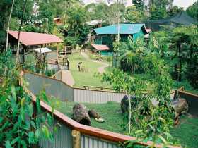 Kuranda Koala Gardens - Accommodation NT 1