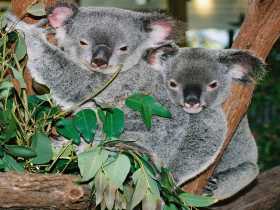 Kuranda Koala Gardens - Accommodation NT 2
