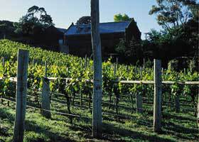 Goona Warra Vineyard - Accommodation NT 1