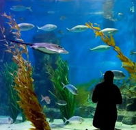 Melbourne Aquarium - Accommodation NT