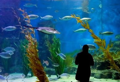 Melbourne Aquarium - Accommodation NT 0