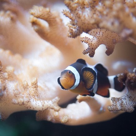 Melbourne Aquarium - Accommodation NT 2