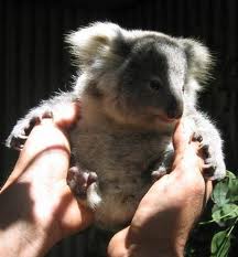 Koala Park Sanctuary - Accommodation NT 1