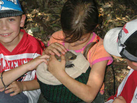 Koala Park Sanctuary - Accommodation NT 3