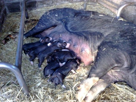 Collingwood Children's Farm - Accommodation NT 2