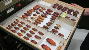 Western Australian Museum - Accommodation NT 1