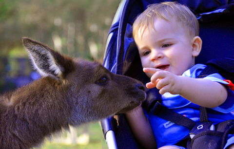 Australian Reptile Park - Accommodation NT 6