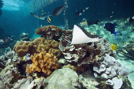 Reef HQ Great Barrier Reef Aquarium - Accommodation NT 3