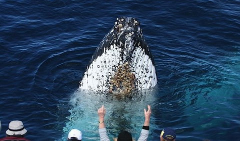 Spirit Of Gold Coast Whale Watching - Accommodation NT 1