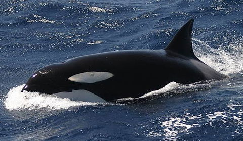 Spirit Of Gold Coast Whale Watching - Accommodation NT 2